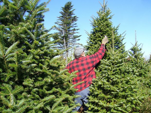 1280px-Balsam_Fir_Christmas_Tree_Pruning