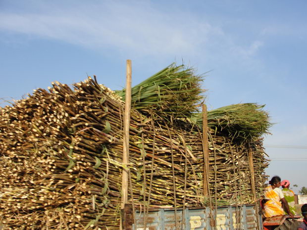 A_close-up_of_Sugarcane_load