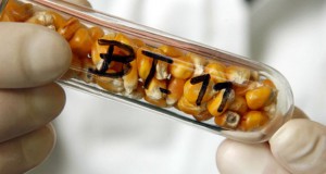 ЕУ ќе одобри одгледување на ГМО пченка?