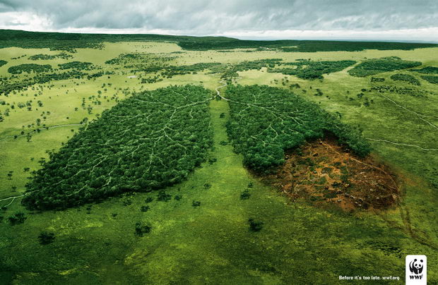 deforestation and lungs