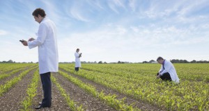 ГМО стигнува и во Русија