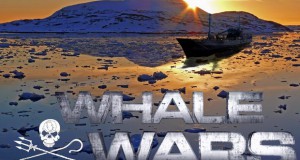 Еколозите што се противат на ловењето китови,повторно мета на напад