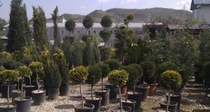 Град Скопје со пролетна акција на доделување садници