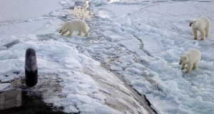 Рускиот Арктик крие огромно природно богатство