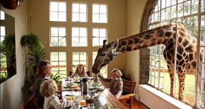 Појадок во друштво на жирафи? И ова го нуди еден хотел во Кенија