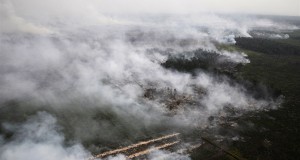 Во Индонезија за една деценија уништени 38 отсто од прашумите