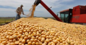 ГМО соја во Војводина