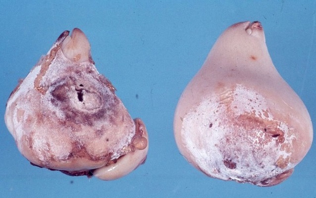 fuzarium na lale