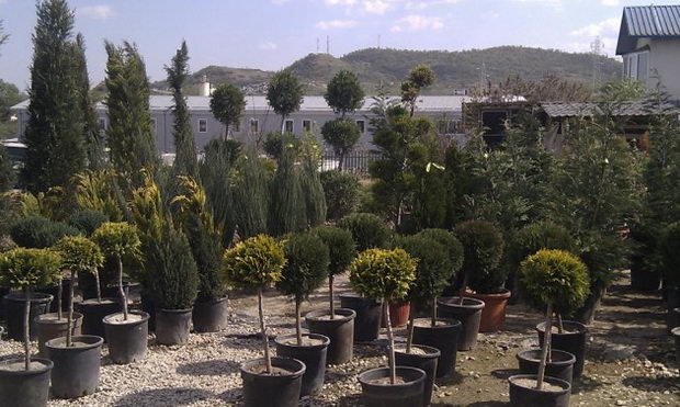 sadnici-630x377