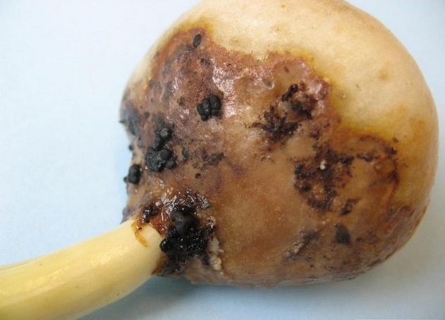 sivo gnienje