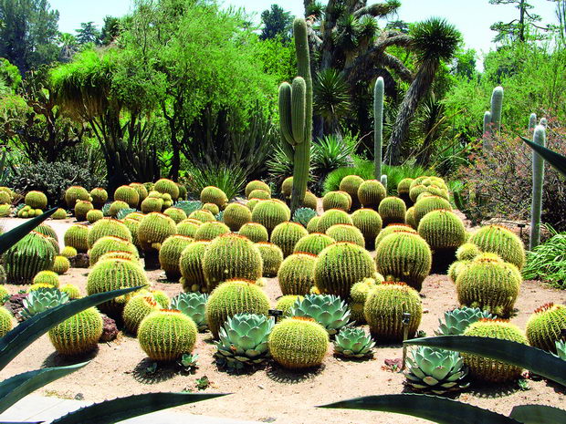 Echinocereus-grusonii-golden-barrel-cactus-garden-Huntington-Bot-Gard-2010-08-04-IMG_6365-big