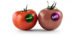 Европарламентот им дозволи на земјите-членки на ЕУ да забрануваат одгледување на ГМО-храна