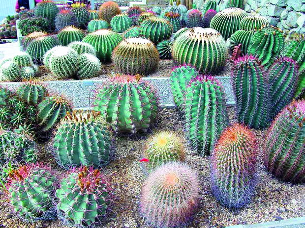 cacti collection-palmero-2