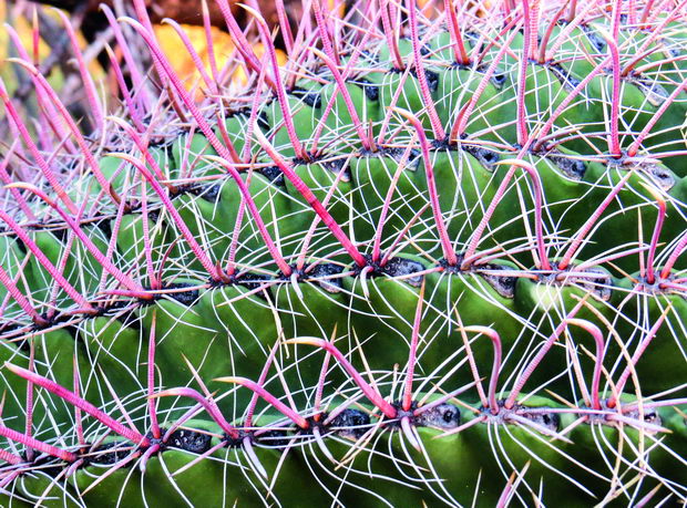 fishook-barrel-cactus