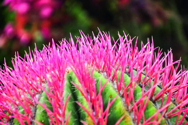 green cactus w pink