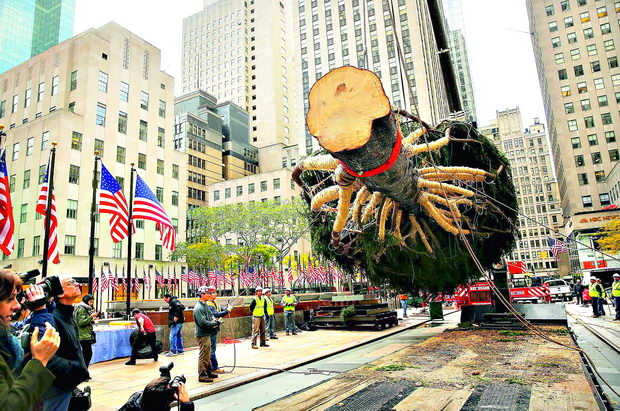 Rockefeller Center Christmas Tree Is Hoisted Into Place For The