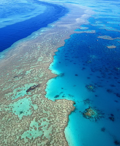 Golemiot koralen greben