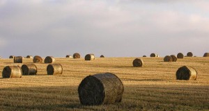 Биомасата во Војводина – најисплатлив ресурс