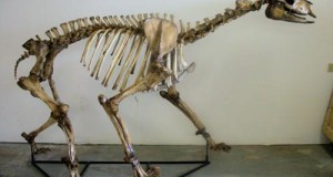 Откриен скелет на камила од 17 век кај Виена