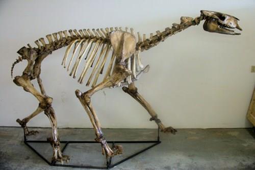 skelet od kamila