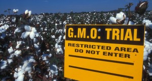 Европската комисија даде дозвола за десет нови ГМО култури