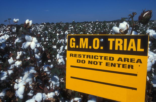 gmo-cotton-all-cottonseed-oil-in-the-us-is-gmo
