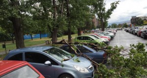 Реакција од Градот Скопје по повод сечењето дрвја во Паркот на новинарите