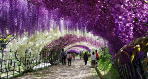 Глицинија (Wisteria sinensis)