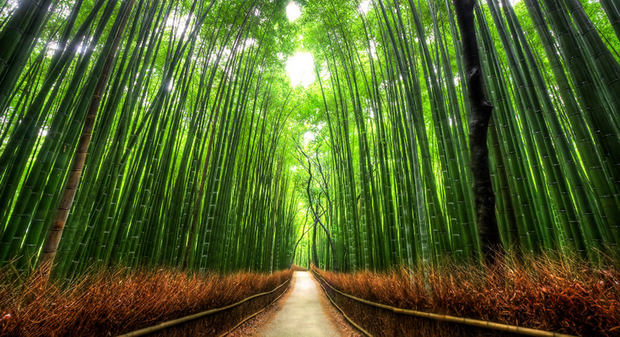 bambus nasadi