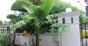 Одгледување на банани во домашни услови
