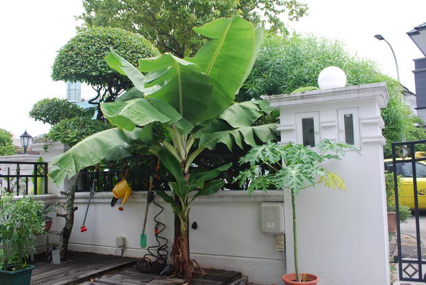 banani