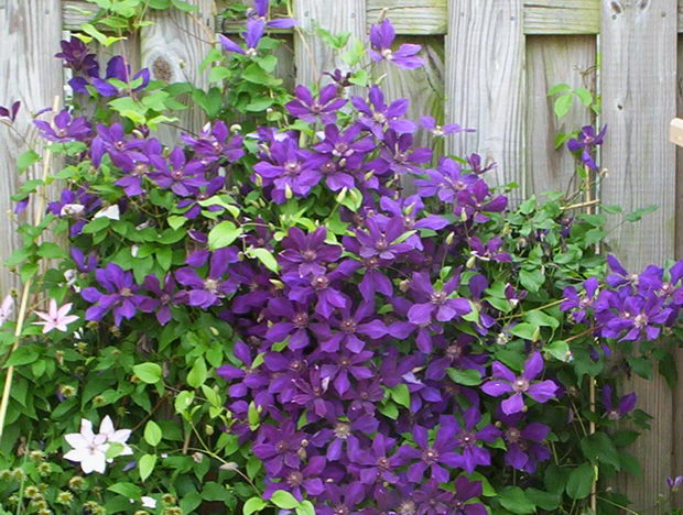 klematis (2)