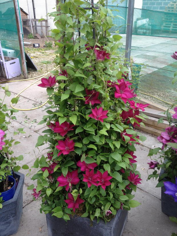 klematis (6)