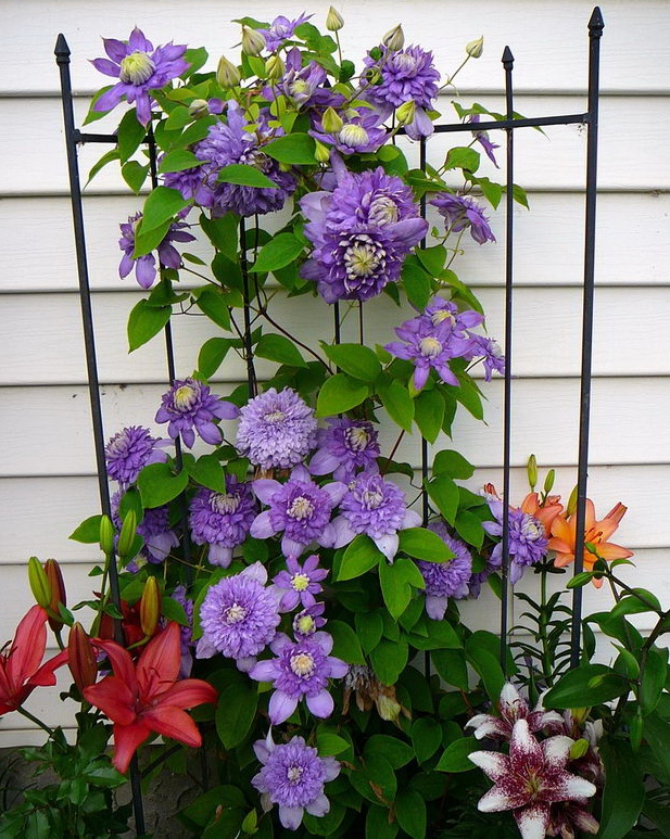klematis crop
