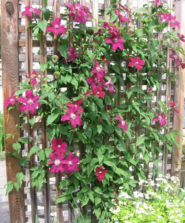 klematis crop1
