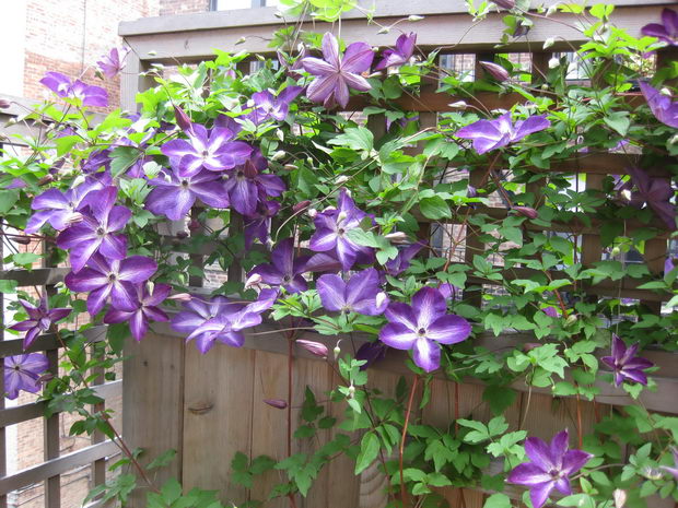 klematis
