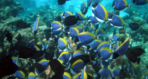 Рецепт за спас на коралните гребени: Само додајте риби