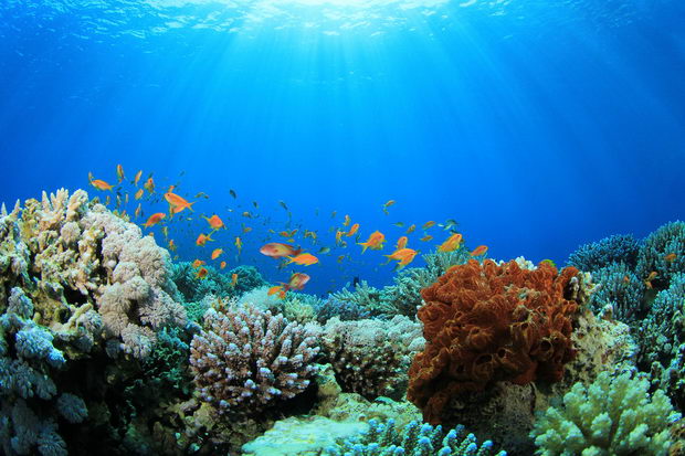 ribi koralni grebeni_3