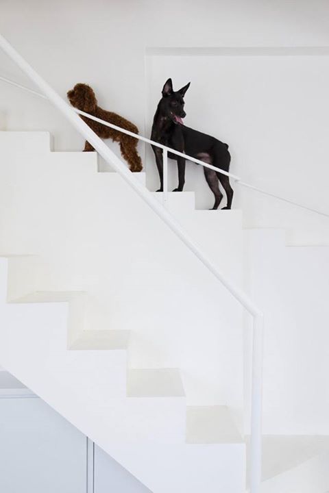 куќа со скалила за кучиња (3)