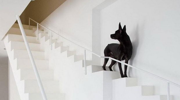 куќа со скалила за кучиња