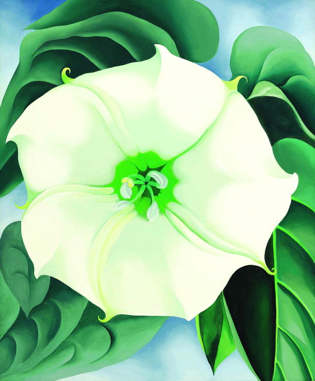 9229-lot-11-okeeffe-jimson-weed