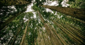За приватните сопственици на шуми во Хрватска, до 1 милион евра