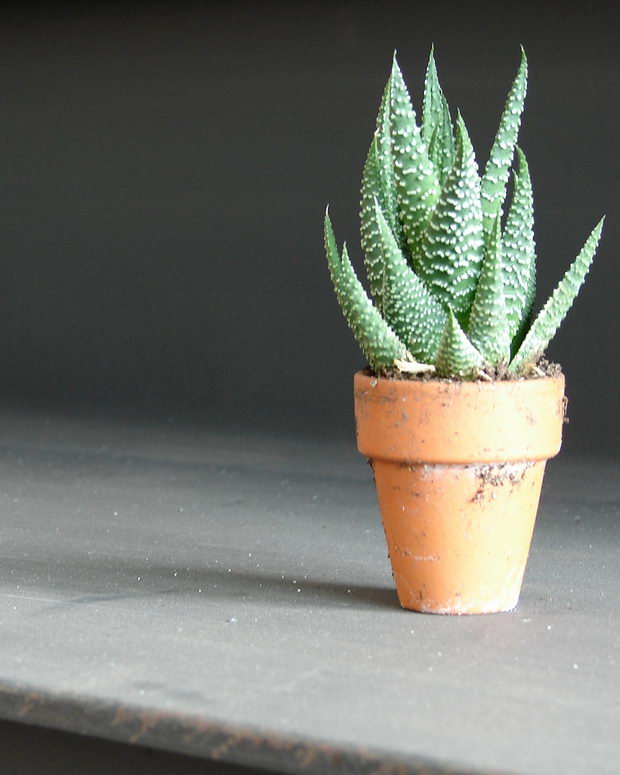 aloe