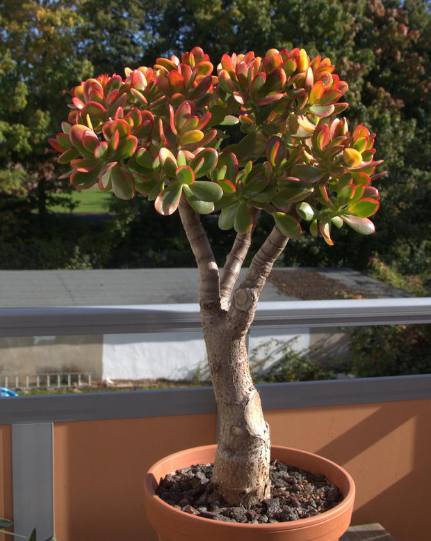 crassula