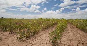 Климатските промени негативно ќе влијаат на земјоделството
