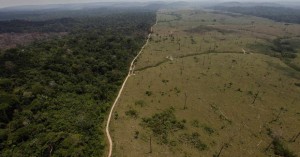 Половина од сите видови дрвја во Амазонија во опасност од изумирање