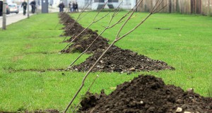 Акција на Градот Скопје – ќе се садат 5.000 дрвца