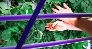 Еколошки контејнер за одгледување јагоди во срцето на Париз