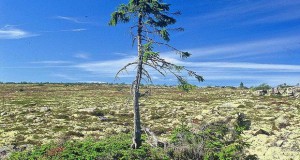 Најстарото дрво има 9.550 години и расте во Шведска