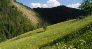 Албанија усвои десетгодишен мораториум врз сечата на дрвја за индустрија или извоз